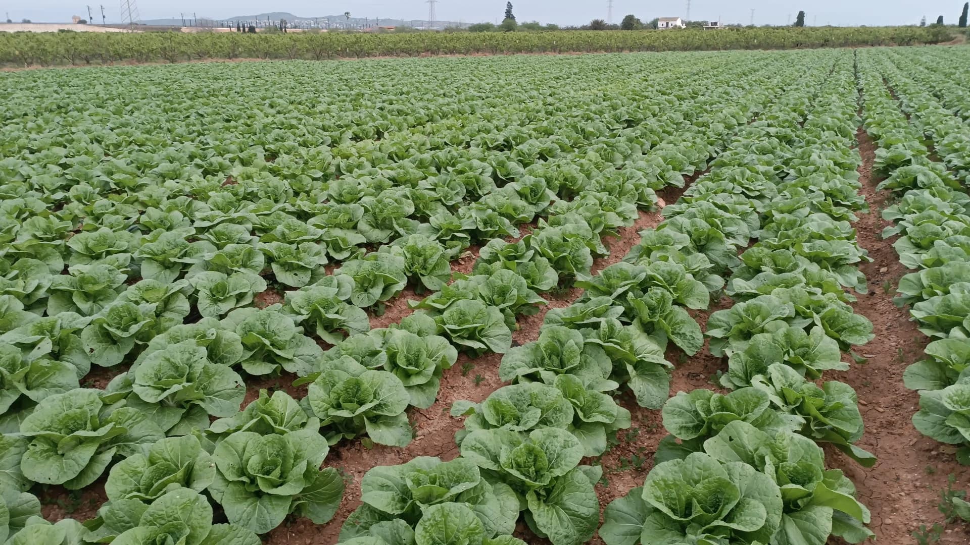 Conectamos Campo y Mercado - Del Campo al Mundo