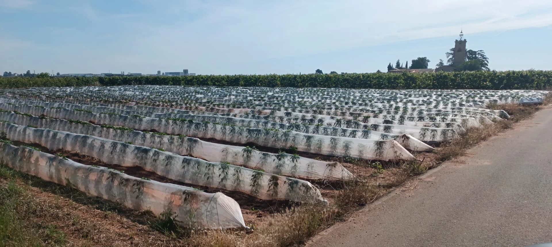 Calidad en Cada Cosecha - Producción Propia