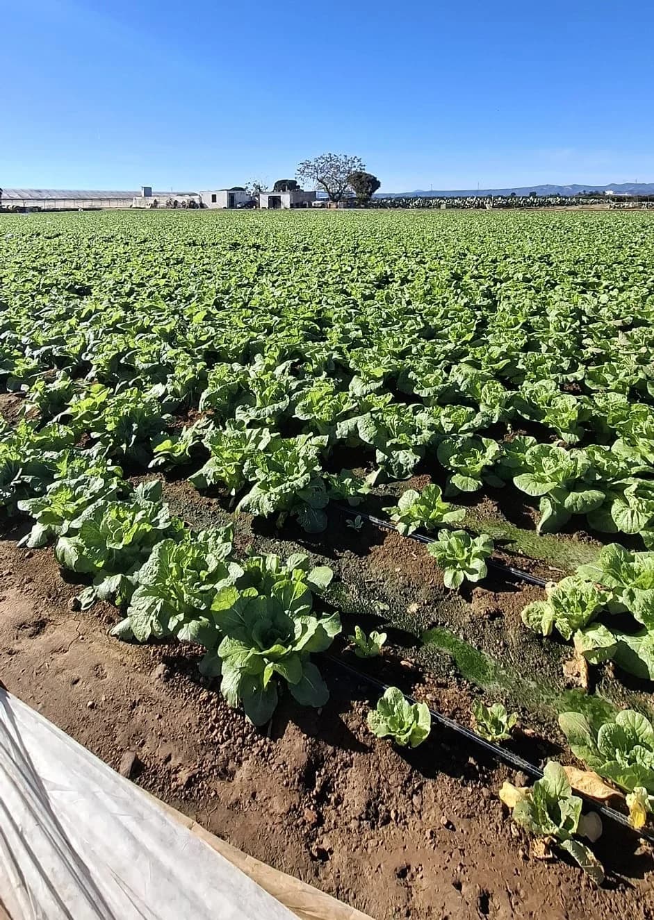 Paisaje agrícola de Valencia