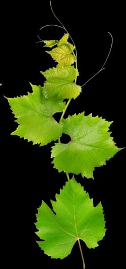 Ilustración decorativa