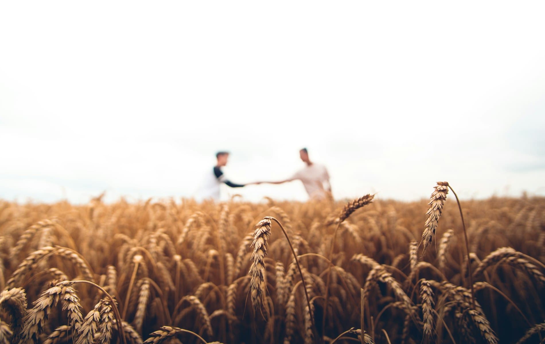 Paisaje agricola de Valencia